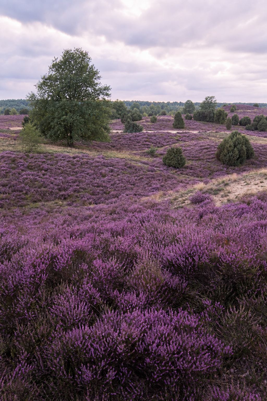Violett blühende Besenheide in der Lüneburger Heide im Spätsommer