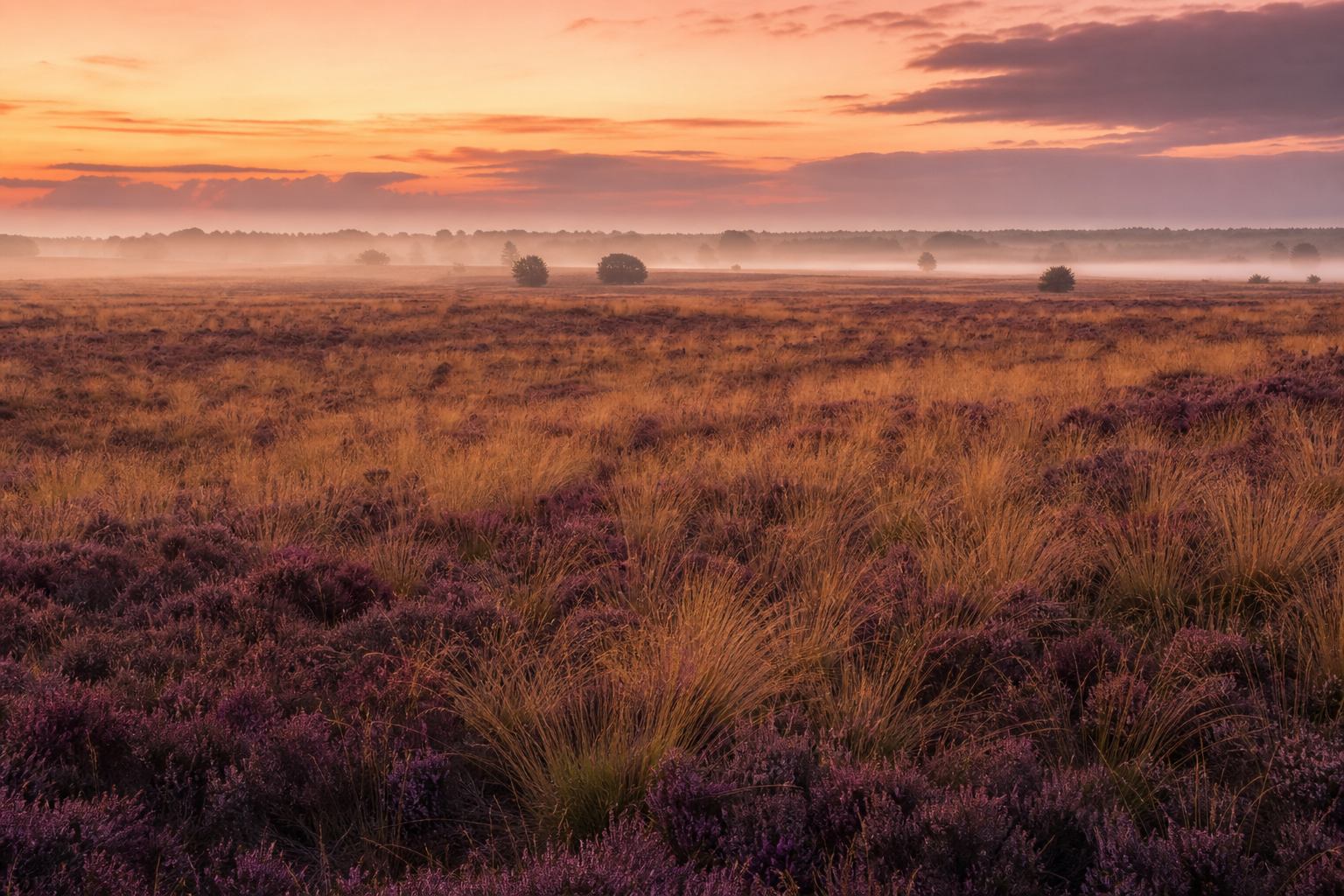 Weite Heidefläche im goldenen Abendlicht der Lüneburger Heide