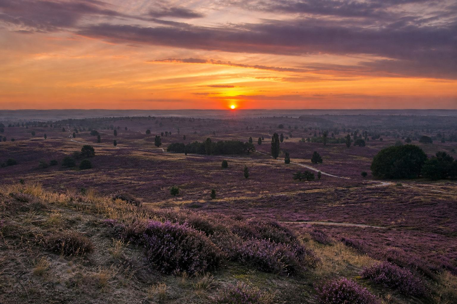 Panorama der Lüneburger Heide am Abend mit goldener Lichtstimmung