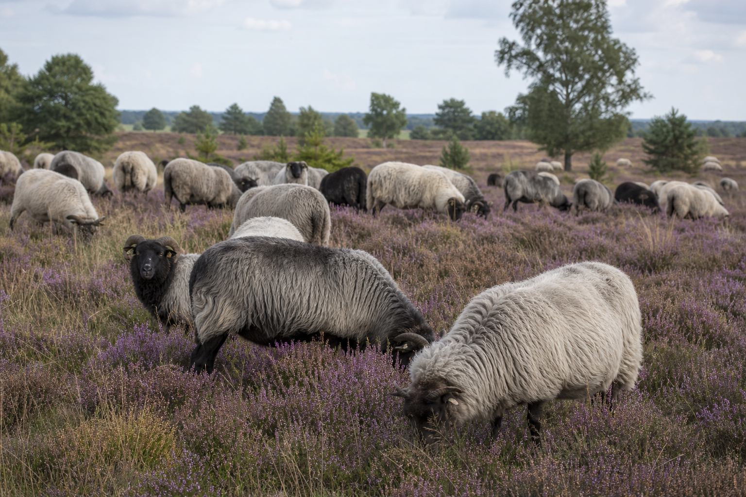 Heidschnuckenherde auf blühender Heidefläche in der Lüneburger Heide